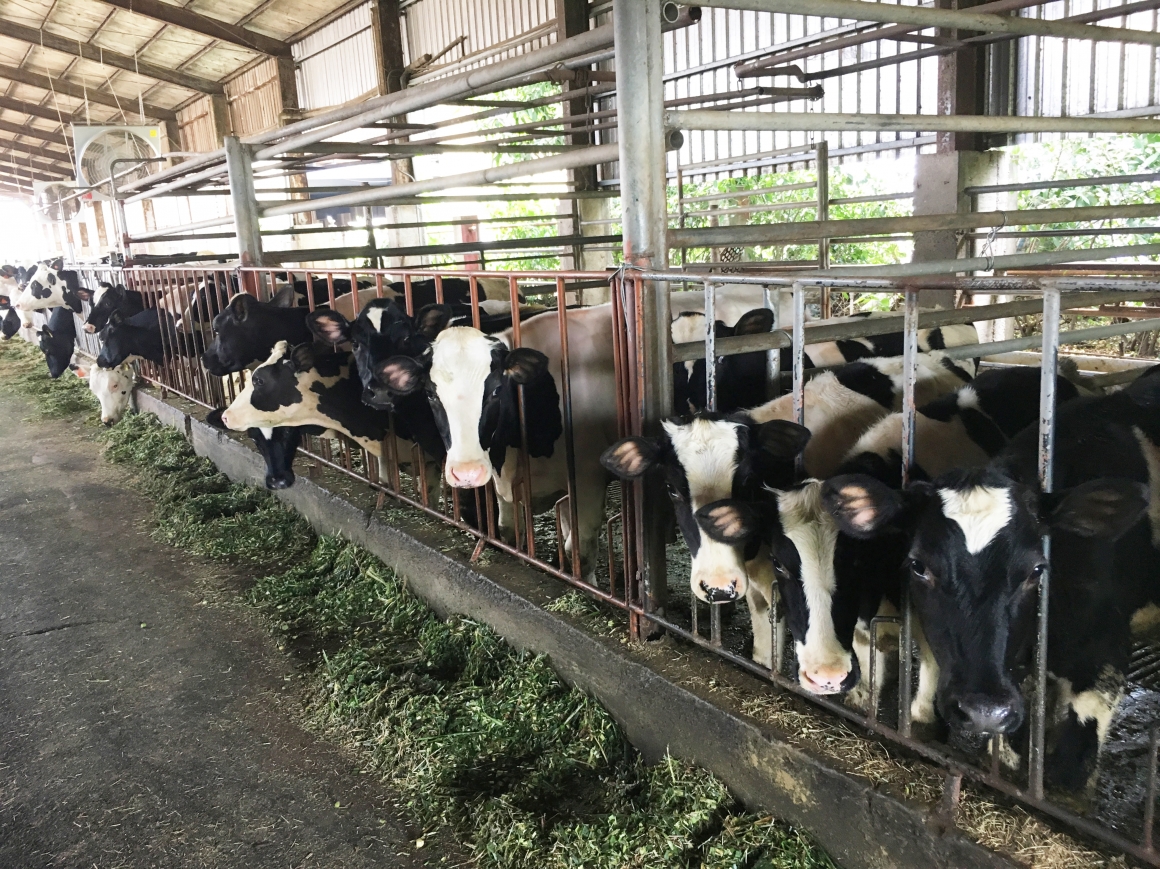 109P037_110年屏東縣畜牧廢水氨氮回收推動及關鍵測站總量削減計畫